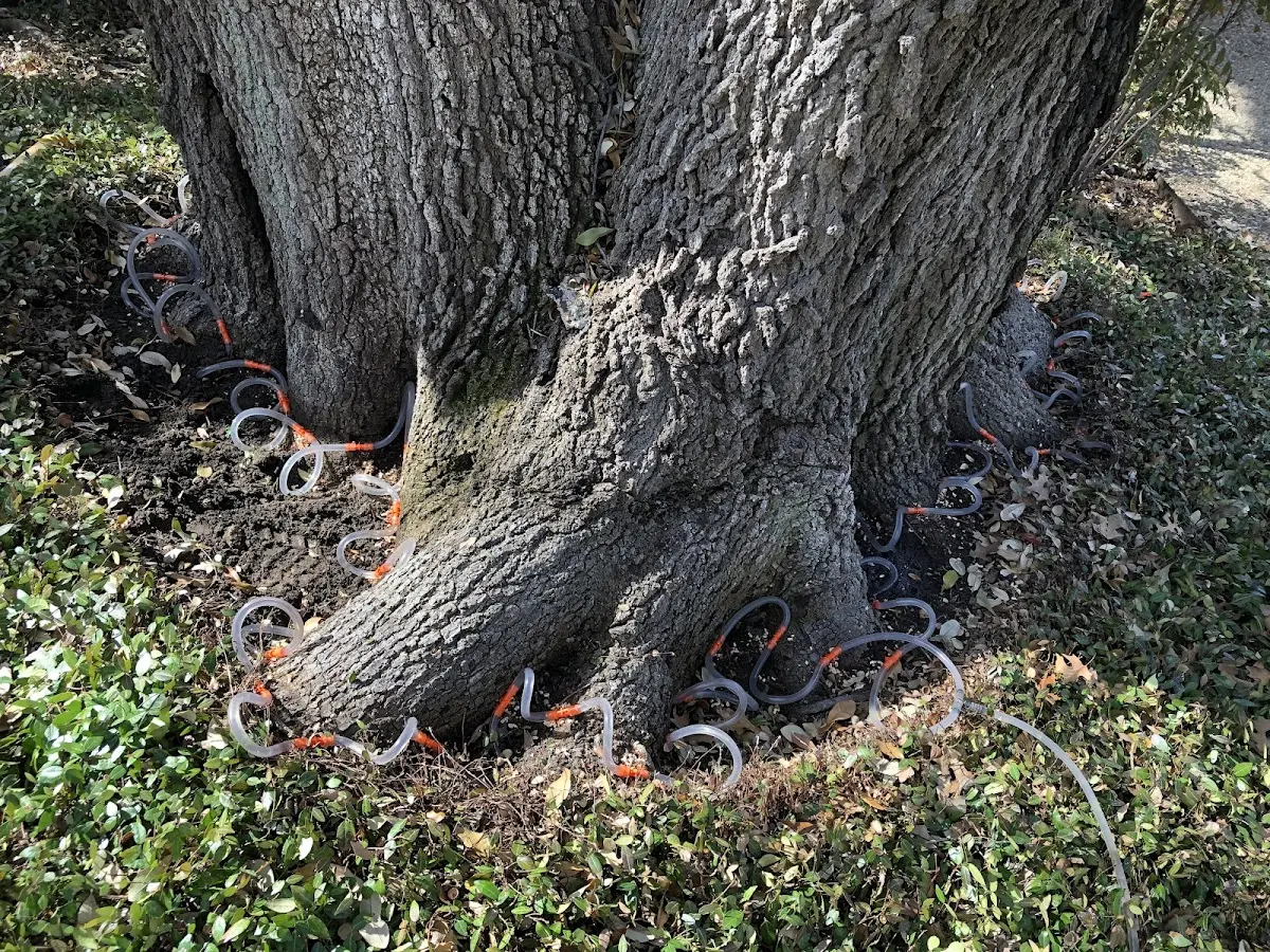 Detailed Tree Cabling and Bracing job site in Faunsdale