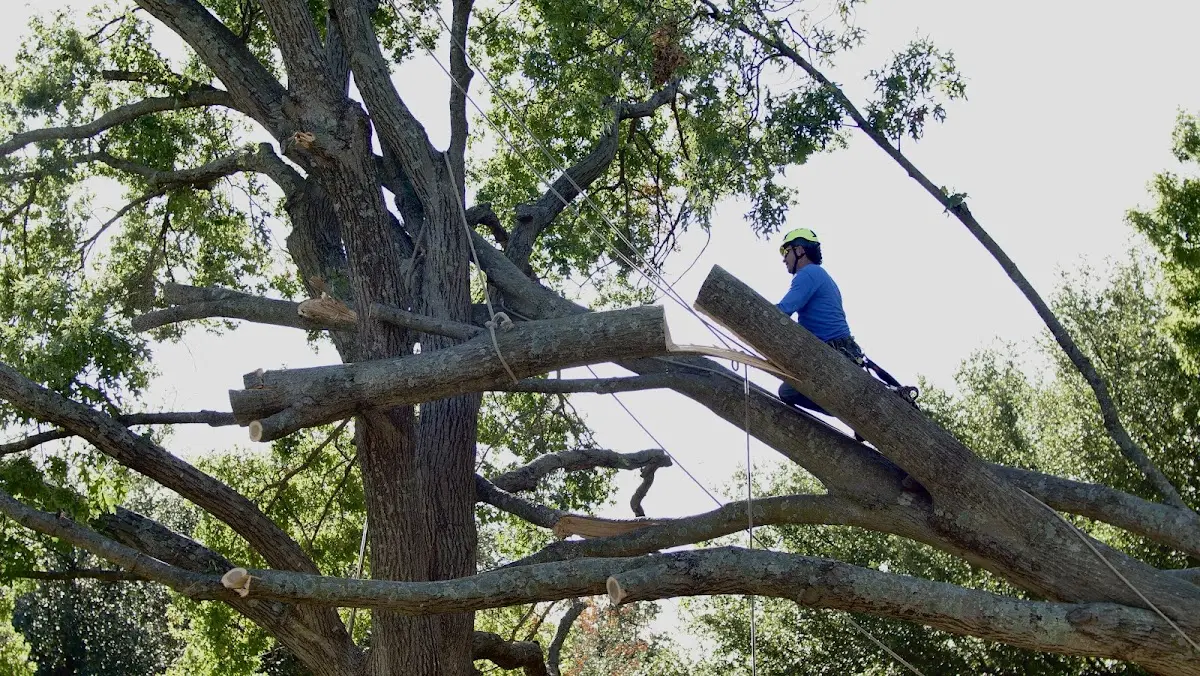 Professional Crown Thinning performed by certified arborists in Faunsdale
